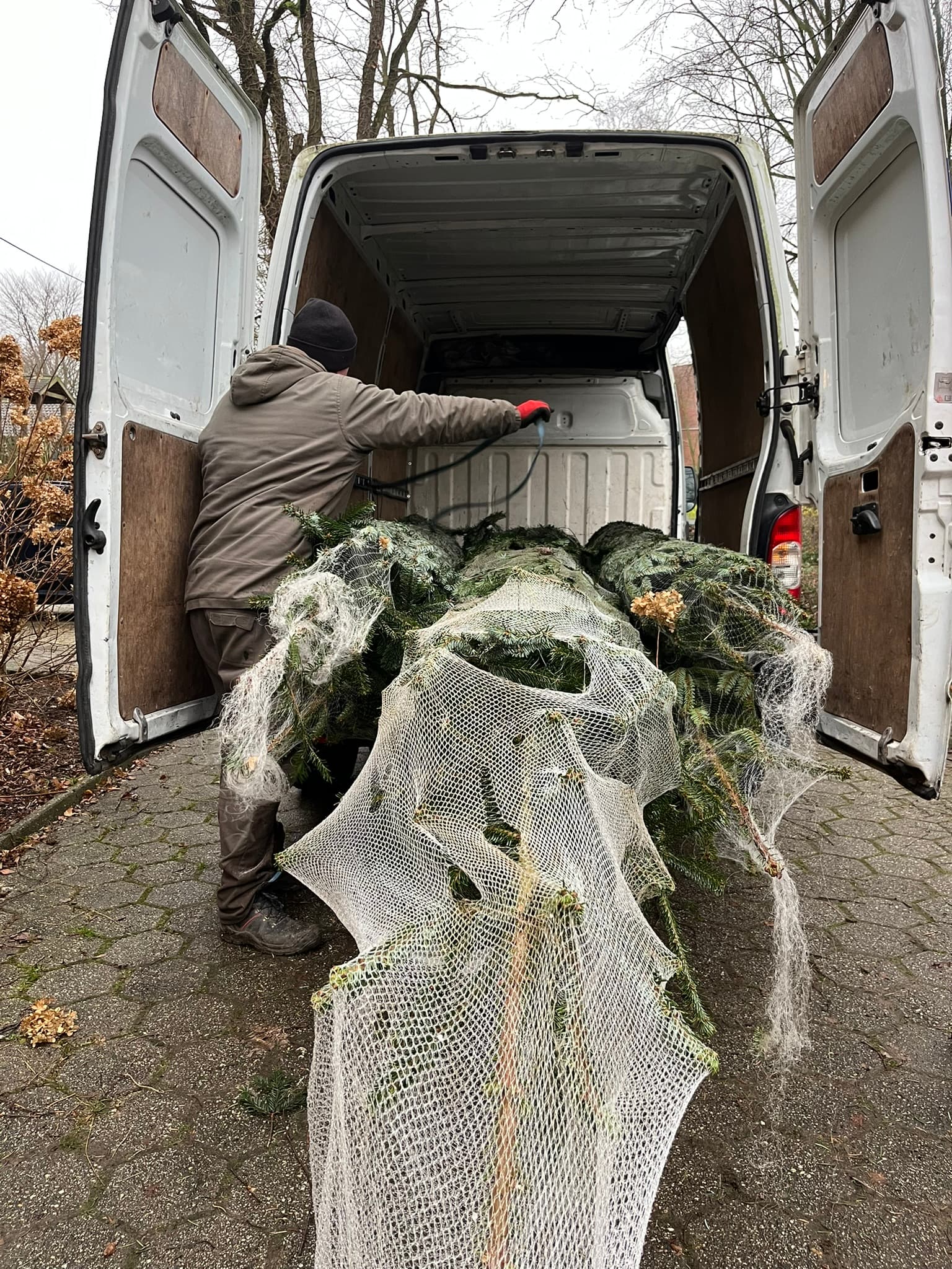 Gestapelte frische Weihnachtsbäume